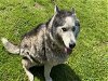 adoptable Dog in grovetown, GA named DAKOTA