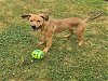 adoptable Dog in grovetown, GA named DAISY MAE