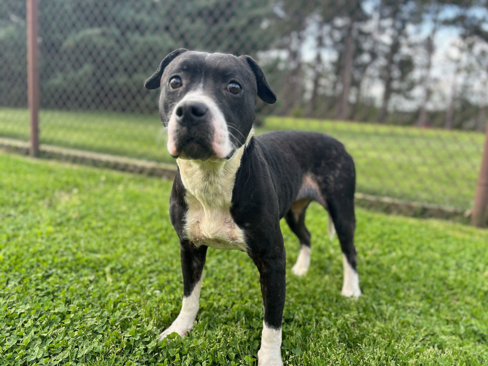 adoptable Dog in Grovetown, GA named ELIZA