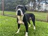 adoptable Dog in grovetown, GA named ELIZA