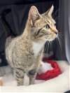 adoptable Cat in grovetown, GA named CHLOE