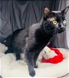 adoptable Cat in grovetown, GA named A111615