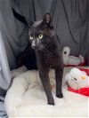 adoptable Cat in grovetown, GA named A111626