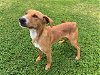 adoptable Dog in grovetown, GA named COOPER