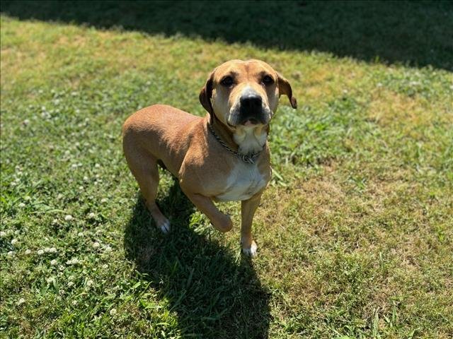 adoptable Dog in Grovetown, GA named MISFIT