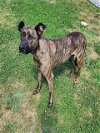 adoptable Dog in grovetown, GA named EVEE