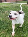 adoptable Dog in grovetown, GA named CONAN