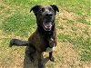adoptable Dog in grovetown, GA named AMELIA