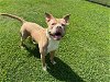 adoptable Dog in grovetown, GA named BLUE