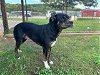 adoptable Dog in grovetown, GA named ARES