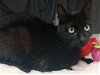 adoptable Cat in grovetown, GA named A111916