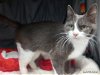 adoptable Cat in grovetown, GA named A112184