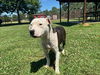 adoptable Dog in Grovetown, GA named CHAMP