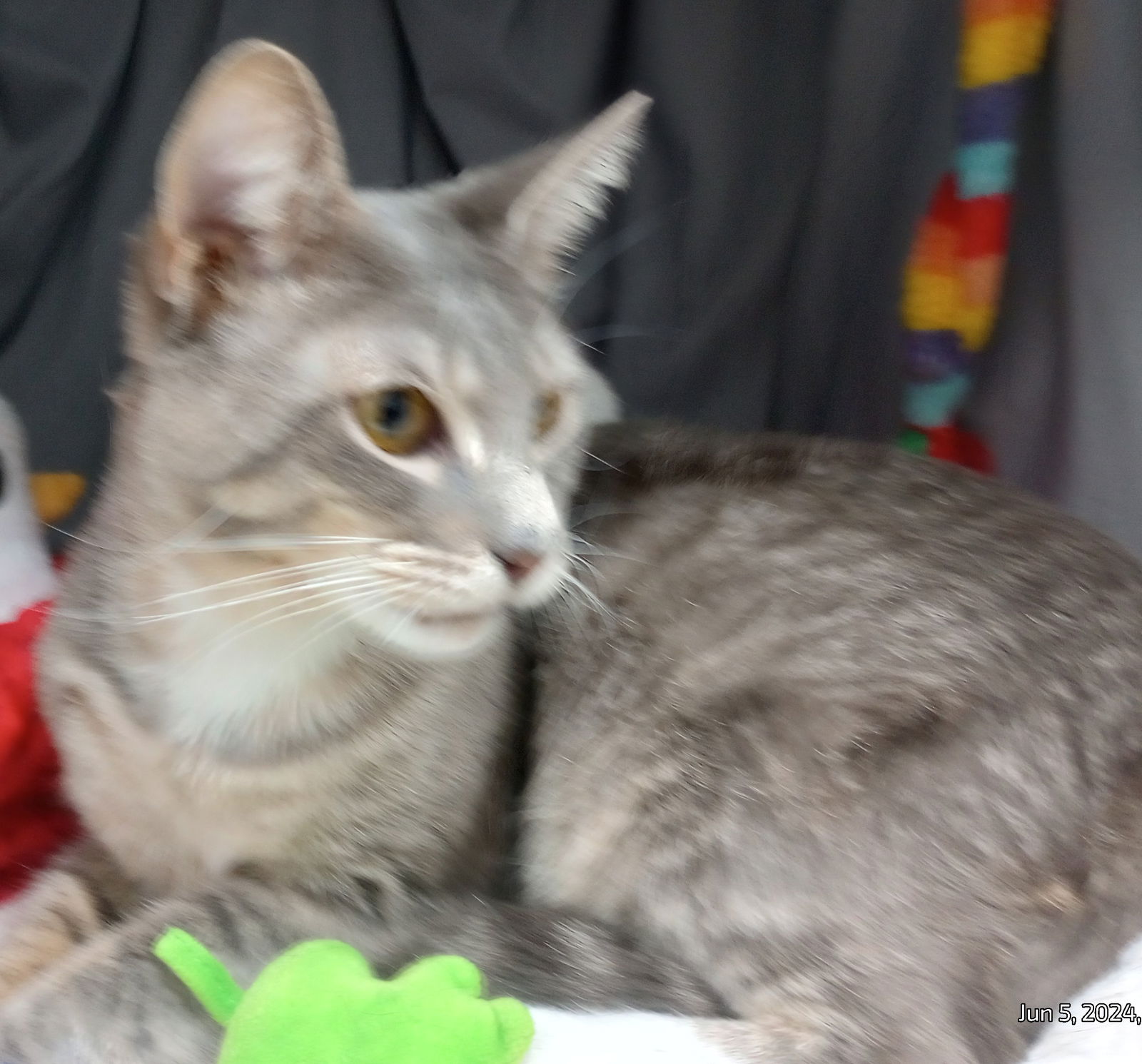 adoptable Cat in Grovetown, GA named SKIPPER