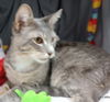 adoptable Cat in Grovetown, GA named SKIPPER