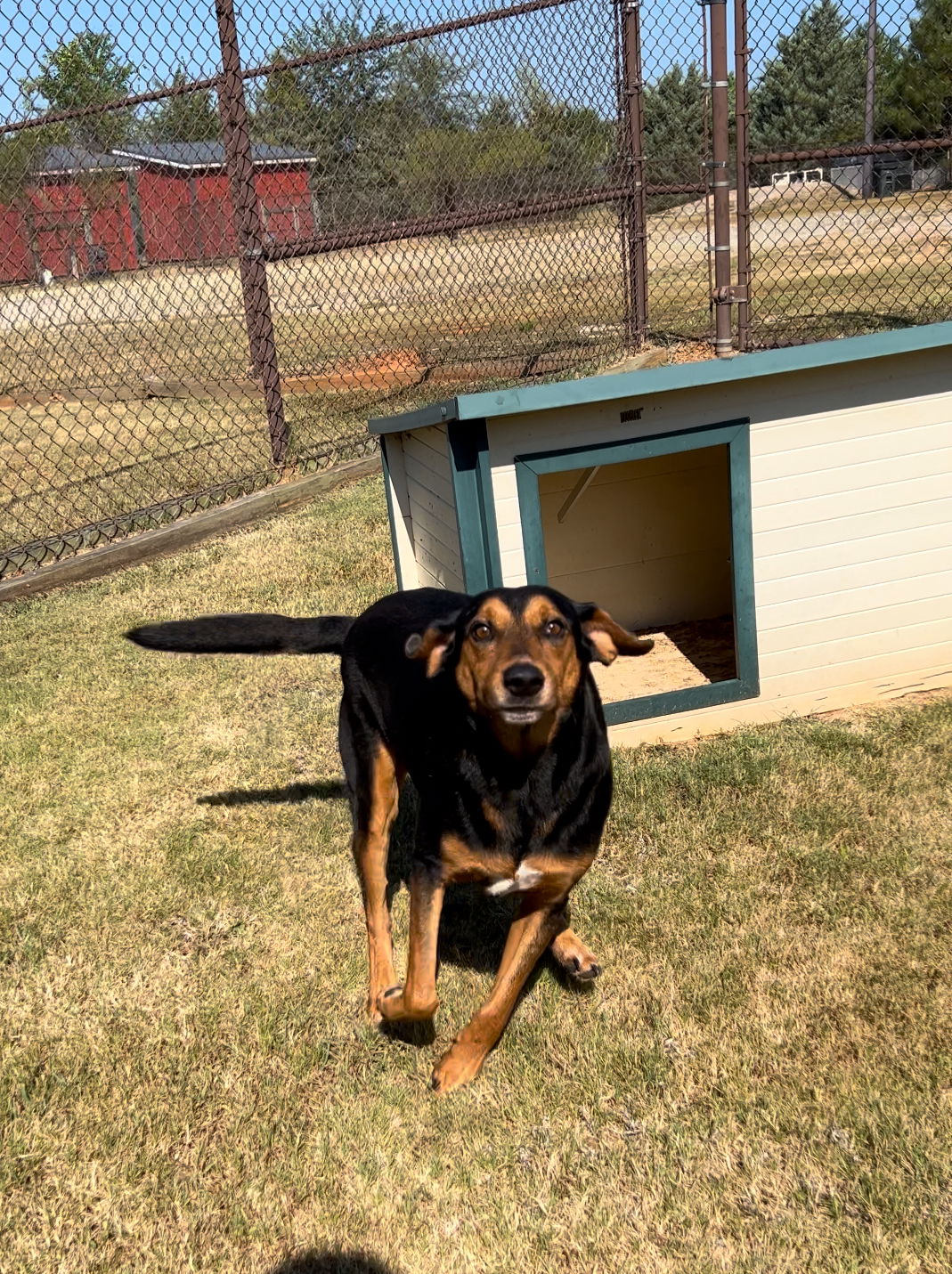 adoptable Dog in Grovetown, GA named SHAWN