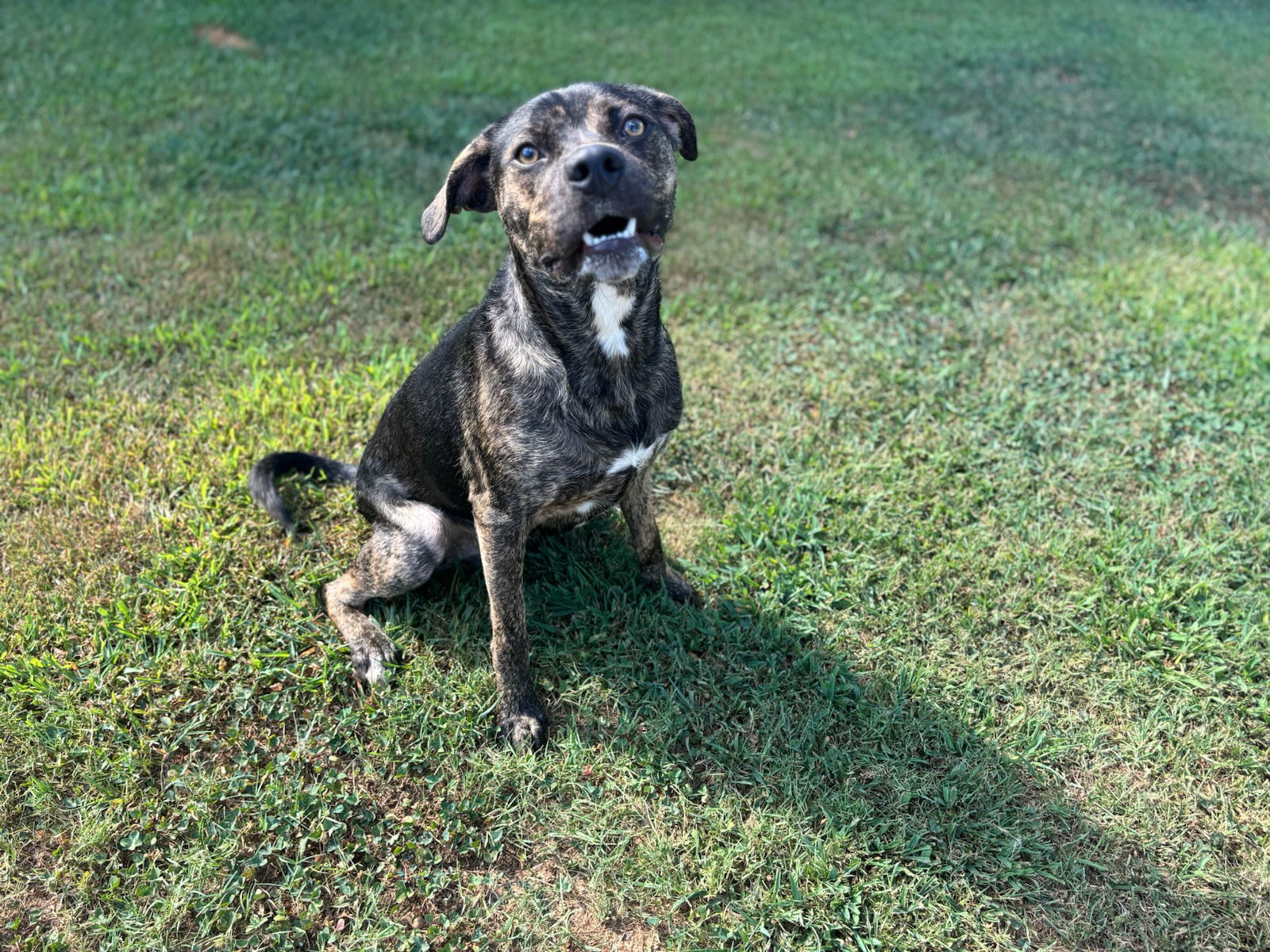 adoptable Dog in Grovetown, GA named SHADOW