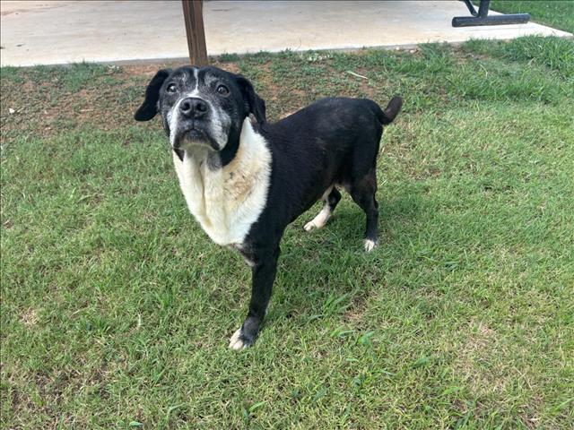 adoptable Dog in Grovetown, GA named FISHER