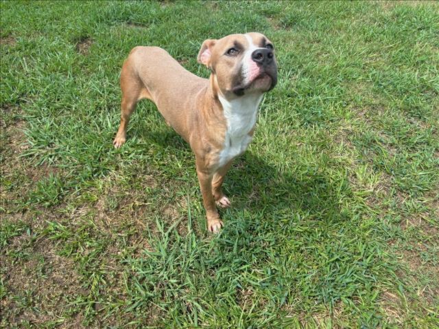 adoptable Dog in Grovetown, GA named GAGE