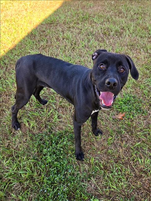 adoptable Dog in Grovetown, GA named SPOOKY