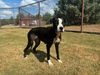 adoptable Dog in Grovetown, GA named CLAIRE