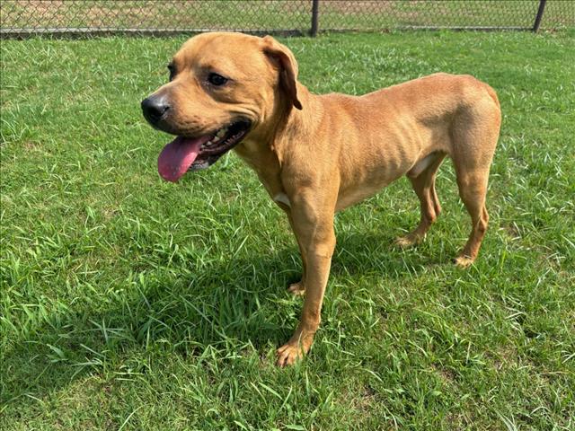 adoptable Dog in Grovetown, GA named BRAXTON