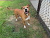 adoptable Dog in Grovetown, GA named EMBER