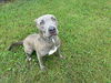 adoptable Dog in Grovetown, GA named RENO