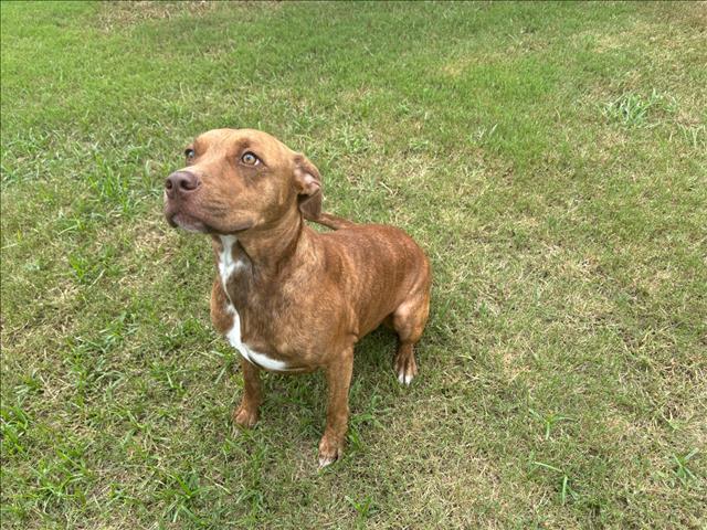 adoptable Dog in Grovetown, GA named NOVA