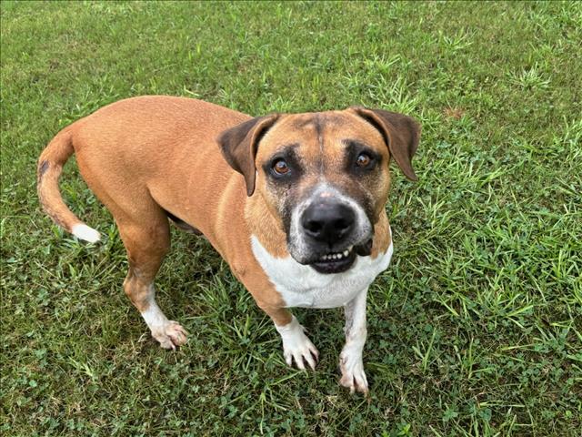 adoptable Dog in Grovetown, GA named MARLEY