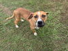 adoptable Dog in Grovetown, GA named TOOT