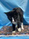 adoptable Cat in Grovetown, GA named A113595