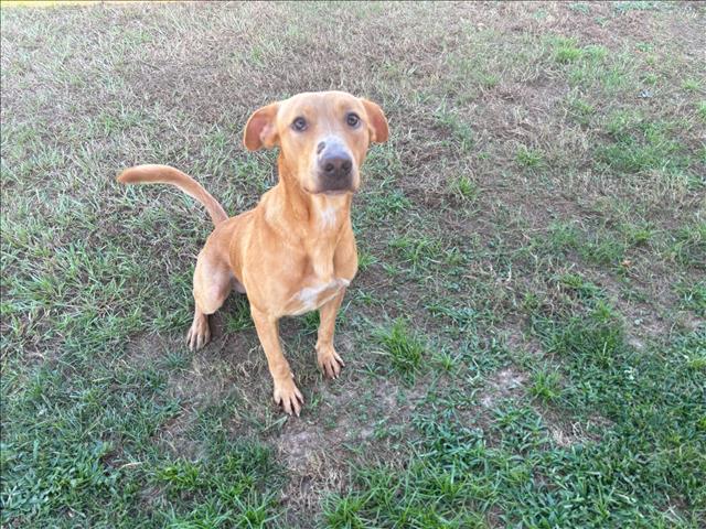 adoptable Dog in Grovetown, GA named RALPH