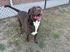 adoptable Dog in Grovetown, GA named BUCK