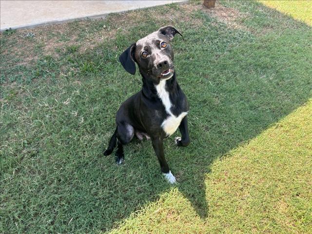 adoptable Dog in Grovetown, GA named AURORA