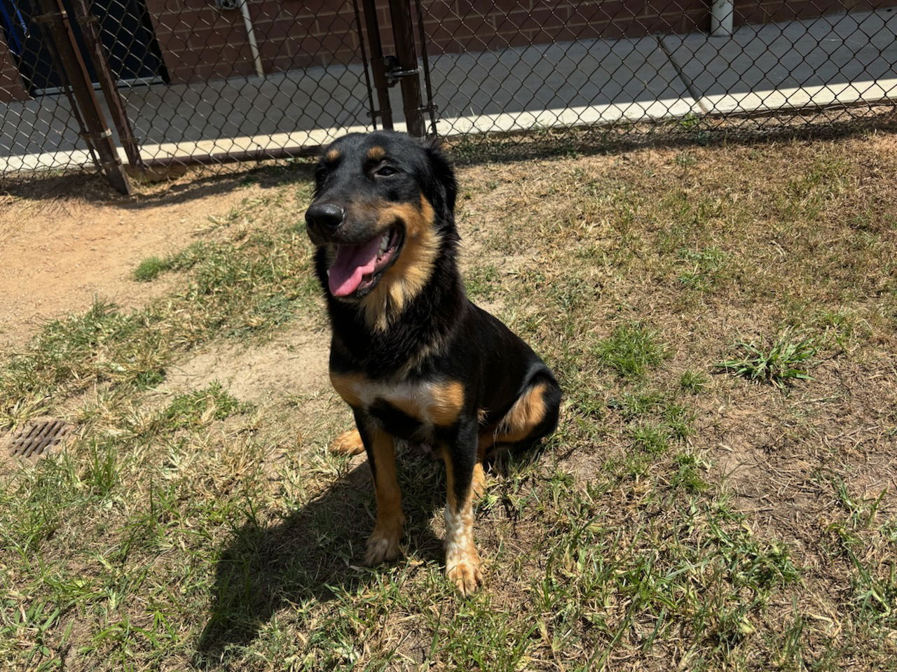 adoptable Dog in Grovetown, GA named RUBY