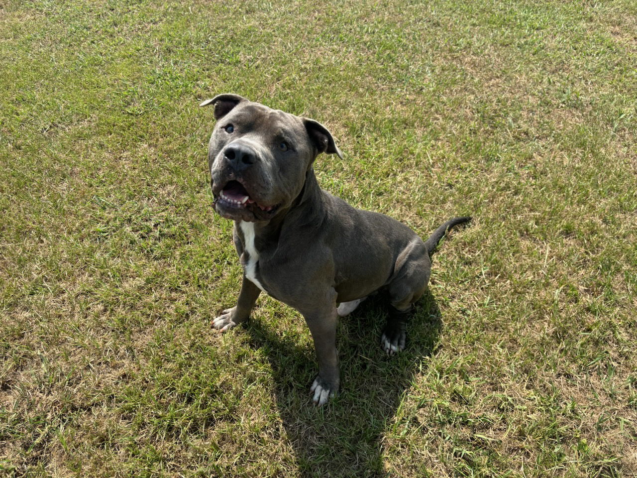 adoptable Dog in Grovetown, GA named KYRIE