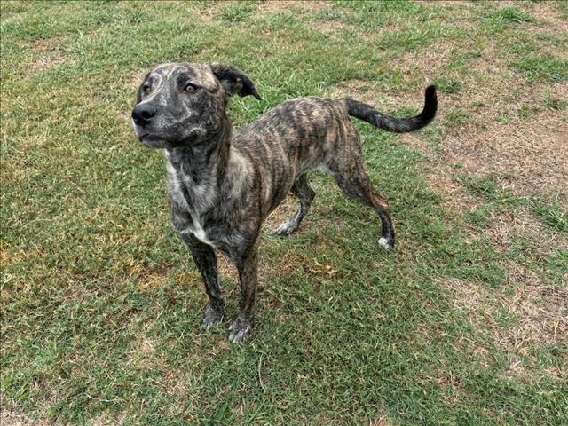 adoptable Dog in Grovetown, GA named GRADY