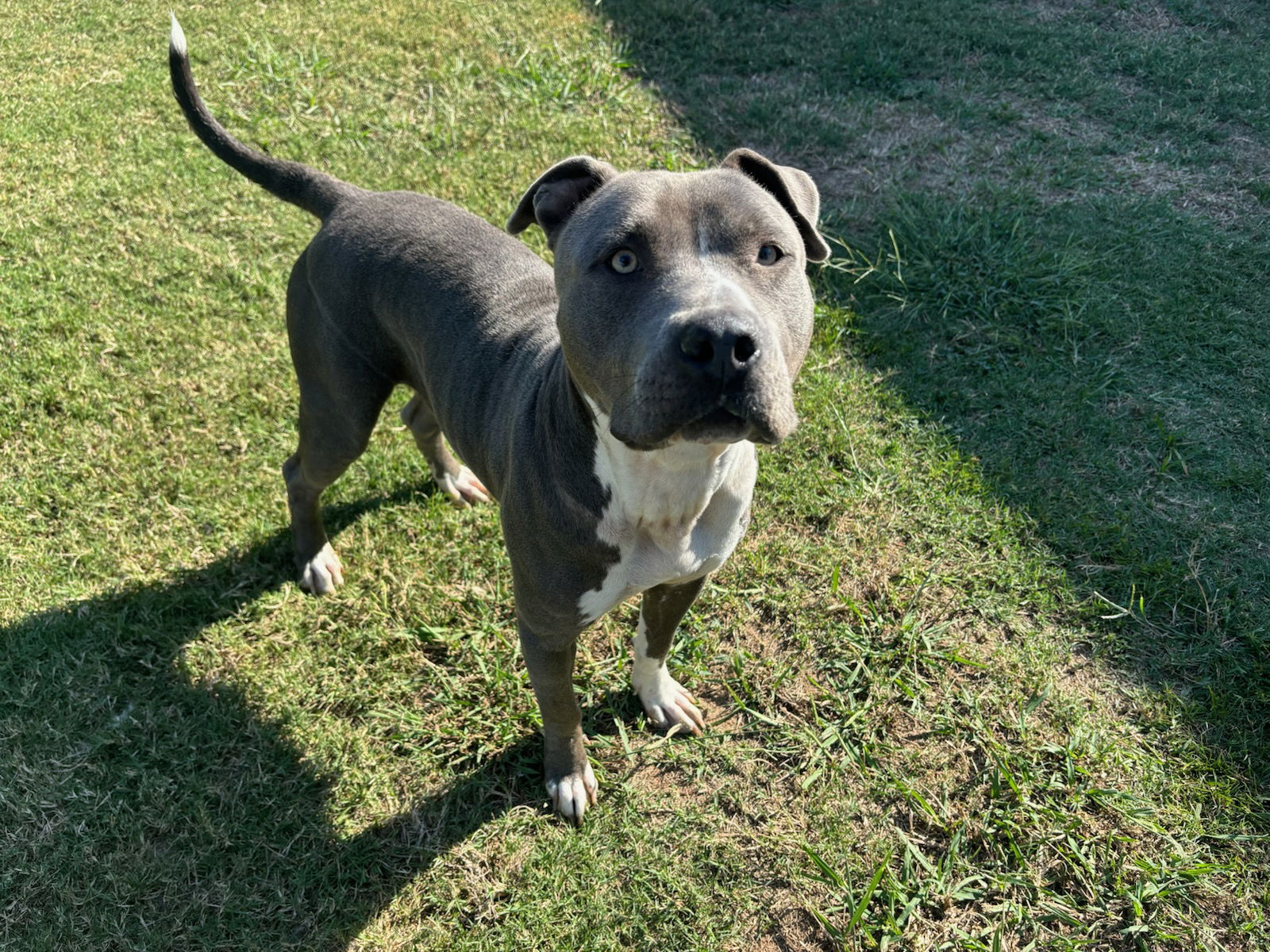 adoptable Dog in Grovetown, GA named IVEY