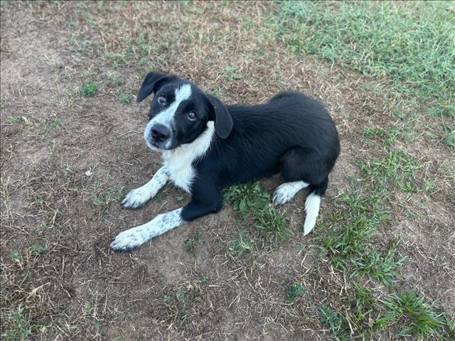 adoptable Dog in Grovetown, GA named JOLENE