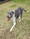 adoptable Dog in grovetown, GA named ROSIE