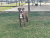 adoptable Dog in grovetown, GA named ZUMO