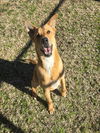 adoptable Dog in grovetown, GA named REN