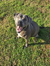 adoptable Dog in grovetown, GA named ROXIE