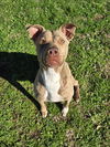 adoptable Dog in  named PAISLEY