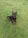 adoptable Dog in grovetown, GA named TITUS