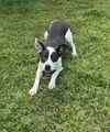 adoptable Dog in  named SULLY