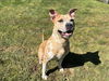 adoptable Dog in grovetown, GA named GIANNA