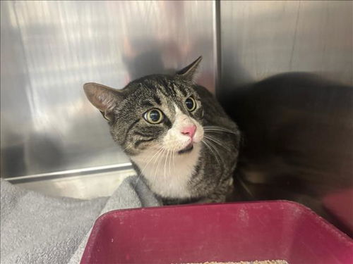 picture of the cat needing adoption