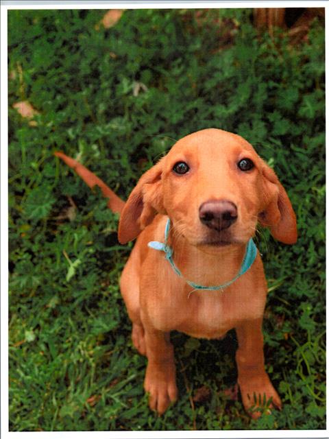 picture of the dog needing adoption